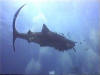 diving with a whale shark