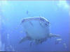 whale shark